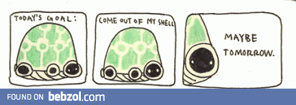 Shy turtle