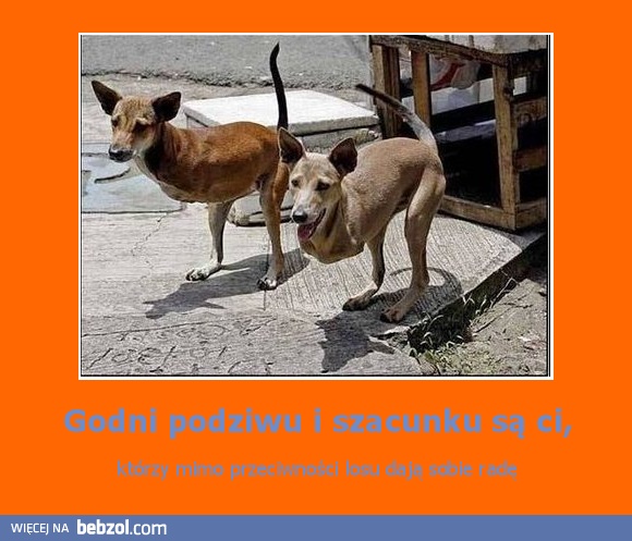 Godni podziwu i szacunku są ci,