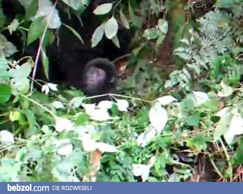 King Kong fail