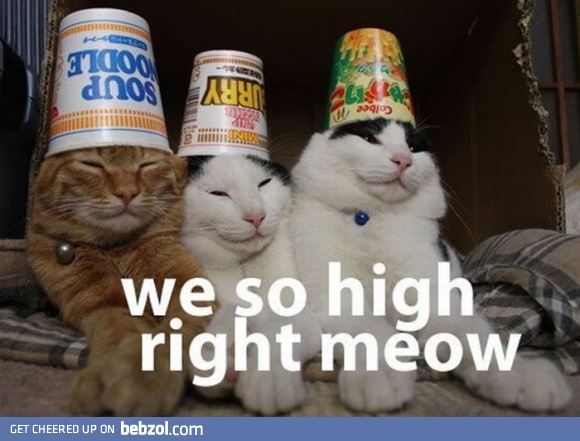 meoooww