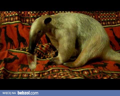 Mrówkojad ćwiczy przed Sylwestrem...