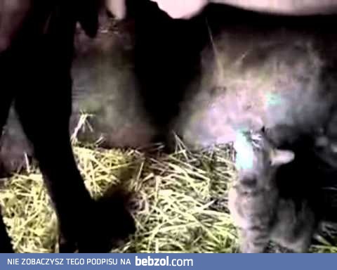 Świeżutkie mleczko dla kiciora