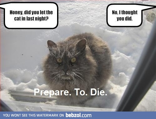 poor kitty...