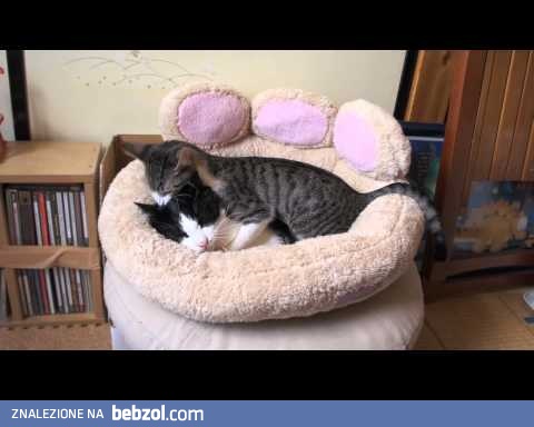 Mały podgryzo - wygryzacz...