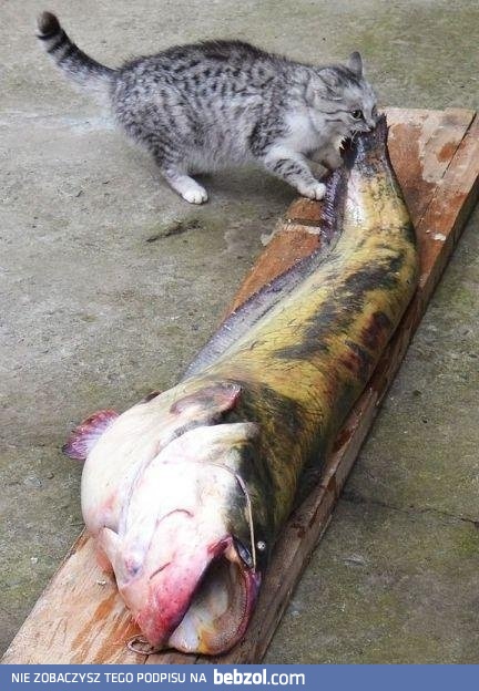 Taaaaką rybę złapał