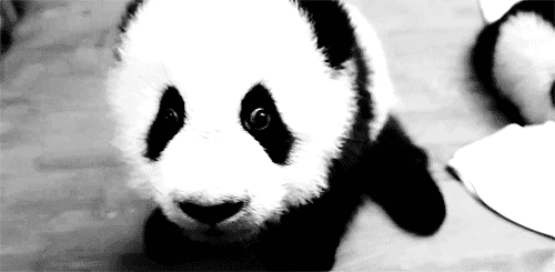 Lubisz pandy?
