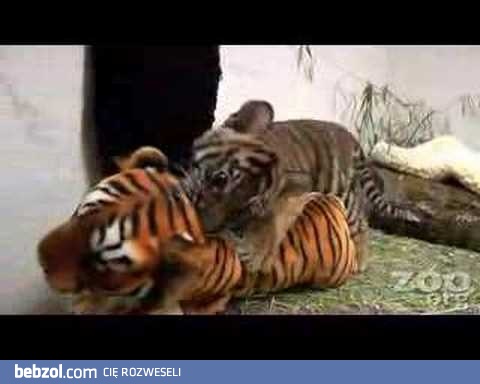 Funny Baby Tiger!!! 