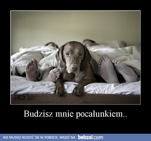 Wstawaj na spacer!
