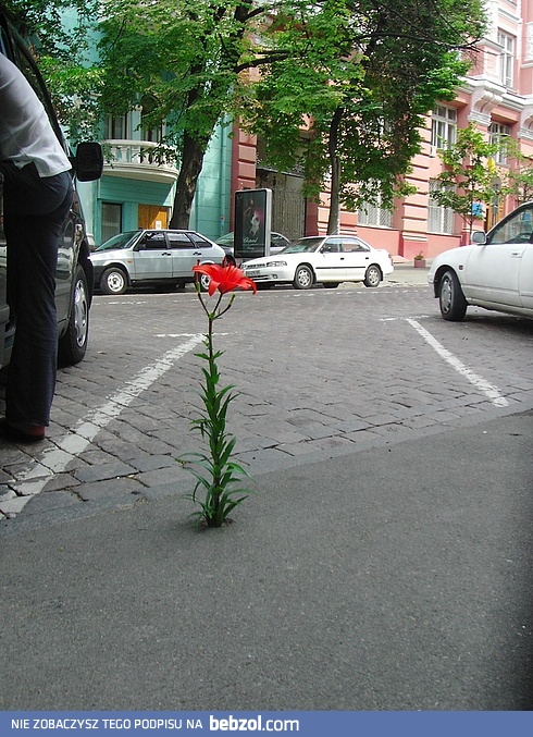 Natura zawsze znajdzie drogę