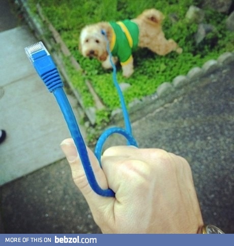 Couldn't Find The Leash