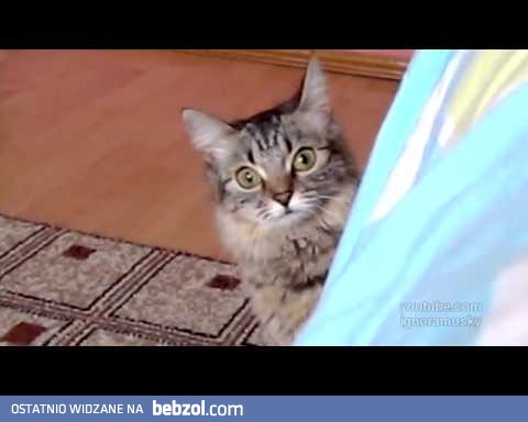 Demoniczny kot [+18]