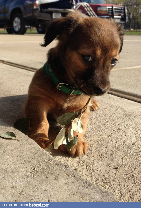 Cute. That is all.