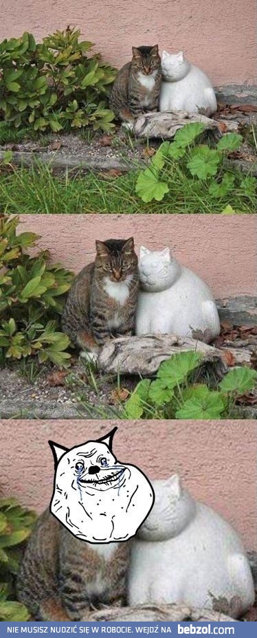 Forever Alone Cat