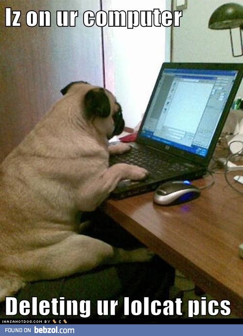 U silly pug...