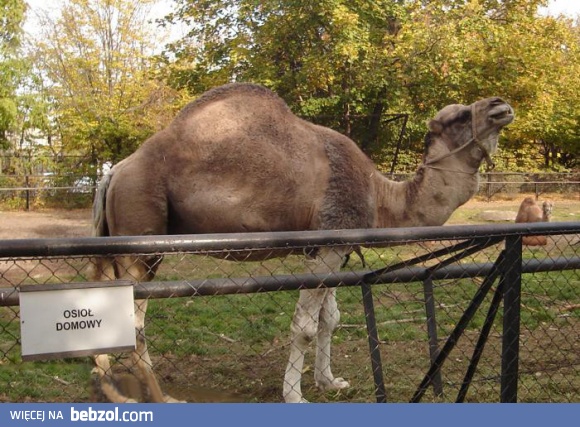 Tymczasem na wybiegu