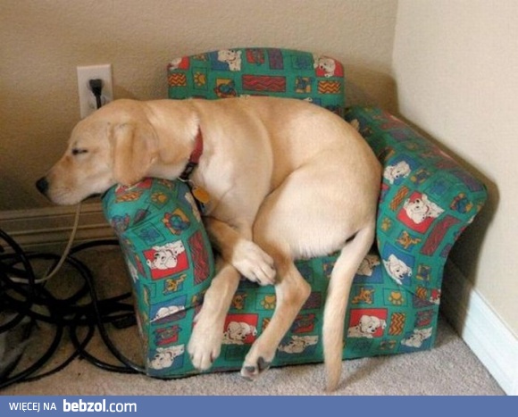 Na własnych śmieciach zawsze najlepiej