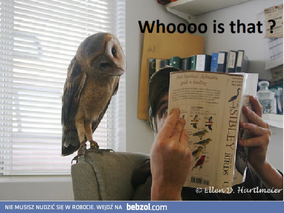 Fiu Fiu... ale laseczka