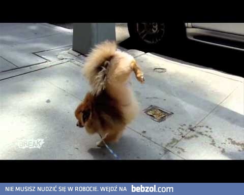 Teraz pieski sikają tak...