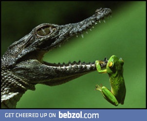 Suicidal frog