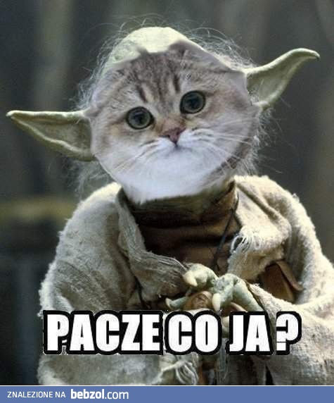 Mr Co ja Pacze