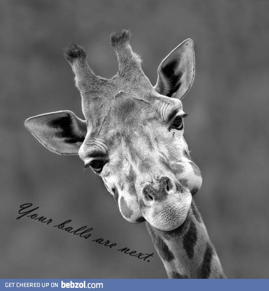 Giraffe eat balls...