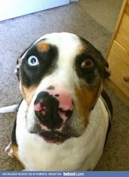 Heterochromia iridis - różnobarwność tęczówki