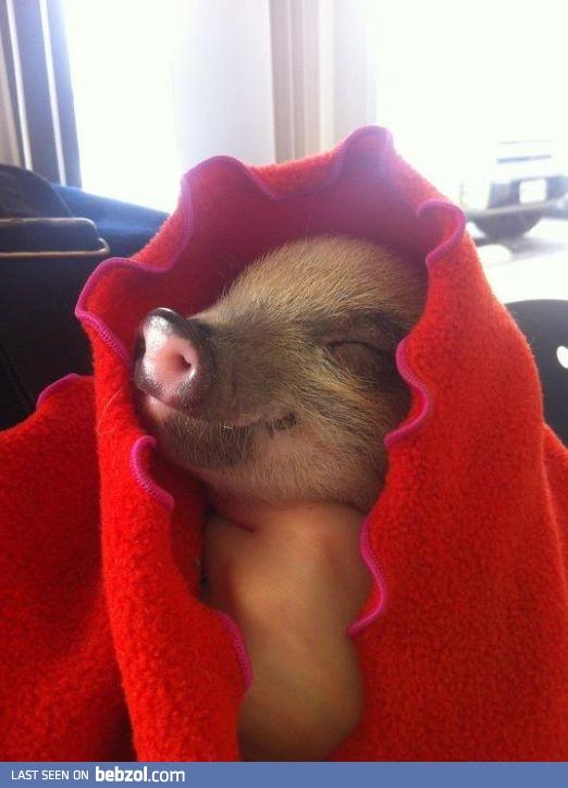 Tru pig in a blanket