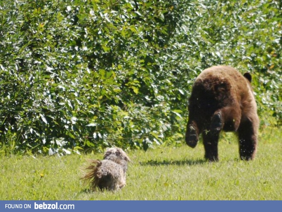 Awesome dog