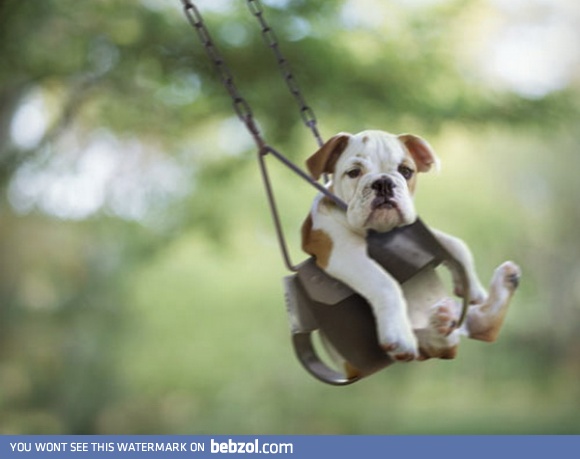 Puppy on a swing