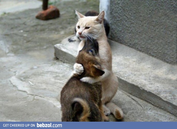 Neverending Story - Puppy Kitty Love