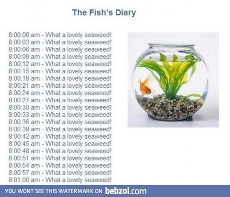 The Fish's diary