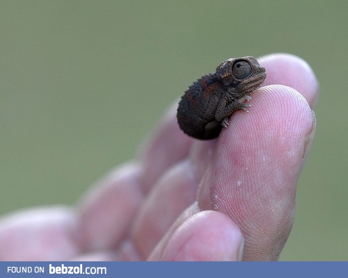 Baby Chameleon