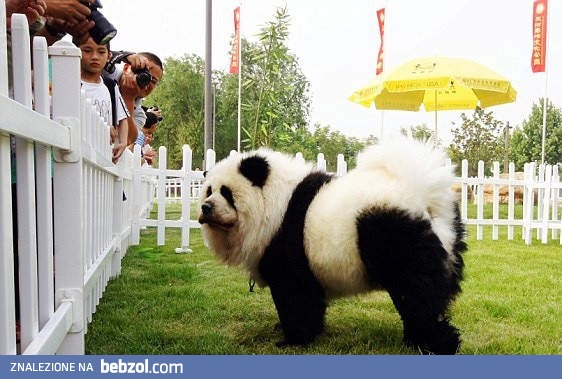 Pandapies