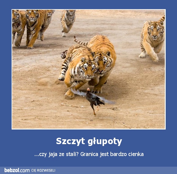 Szczyt głupoty