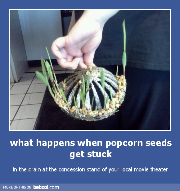 what happens when popcorn seeds get stuck