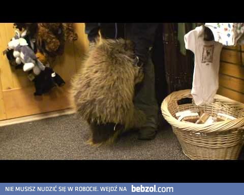 Chyba myśli, że jest szczeniaczkiem