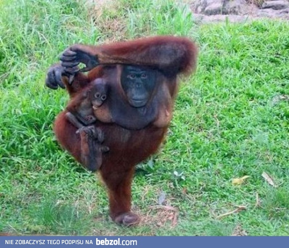 Kung Fu Orangutan