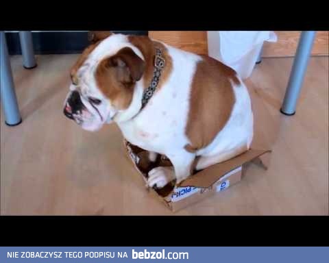 Moje własne pudło