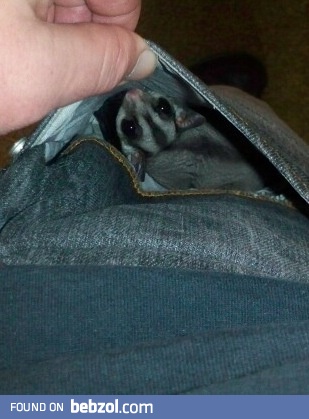 Every time we let her out of the cage she finds the nearest pocket