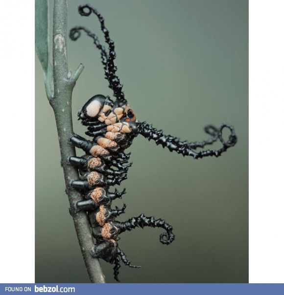 Caterpillar taken over by the Venom Symbiote
