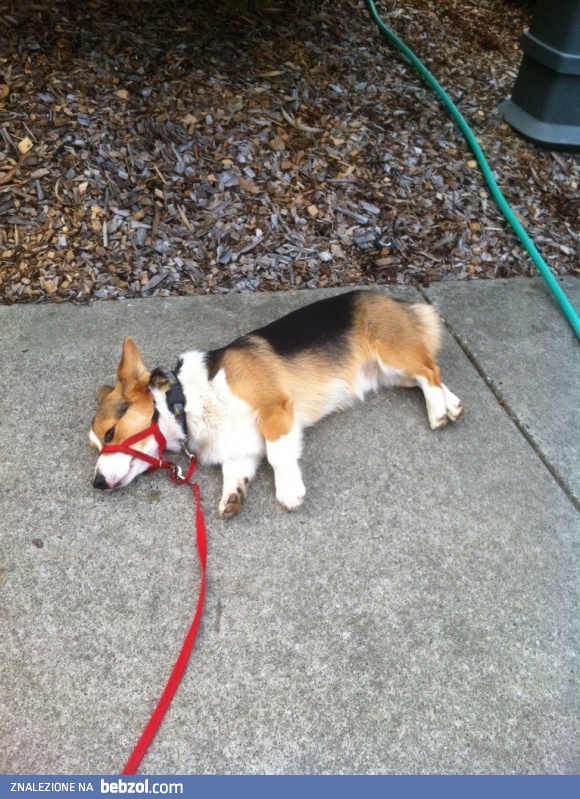 Corgi na spacerze