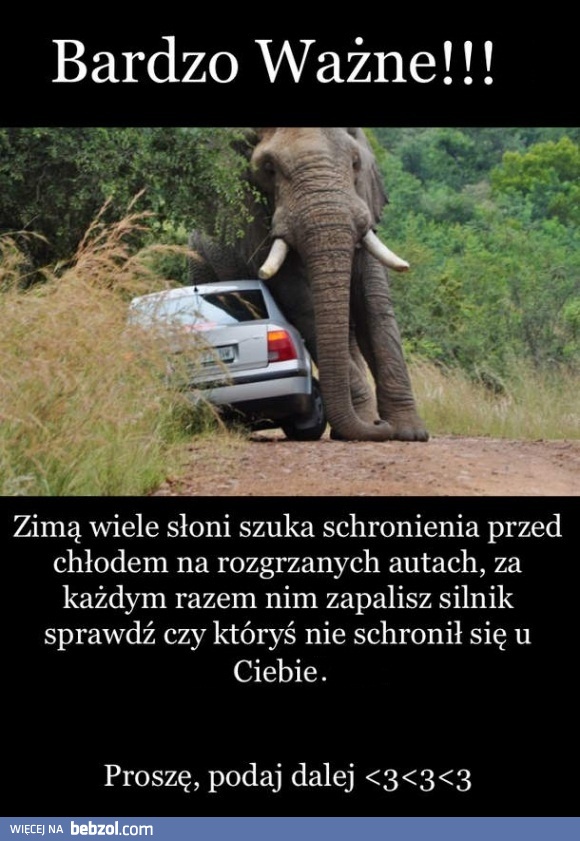 Pamiętaj nie tylko o kotkach, ale także o słoniach!