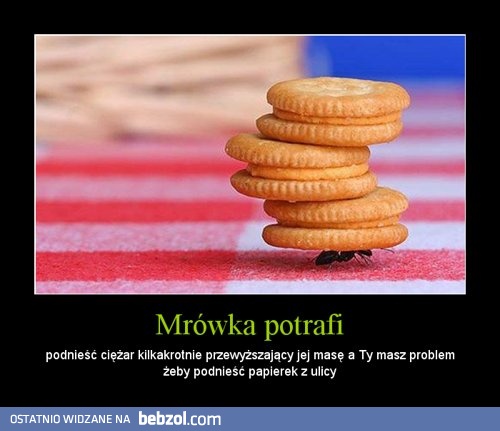 Mrówka potrafi!