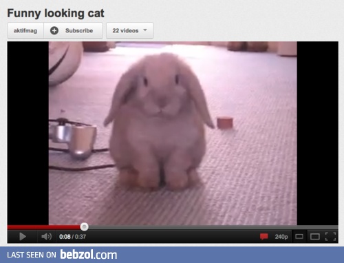 Funny looking cat...