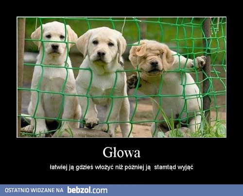 Głowa