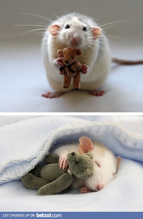 Dawww