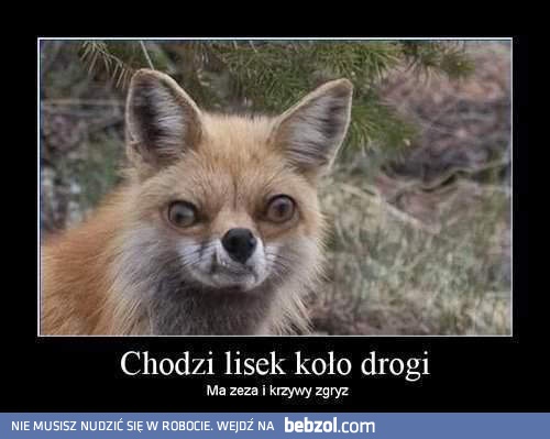 Chodzi lisek koło drogi...
