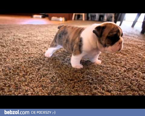 Małe buldożki uczą się chodzić