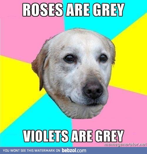 A dogs perspective