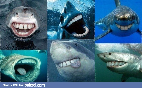Rekiny jakich nie znacie